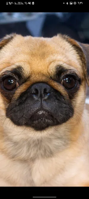 أجمل نتايه بج اهالى مستورده حجم مينى دخله على حيض