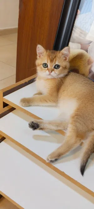 قطة لعوبه انثى للبيع
