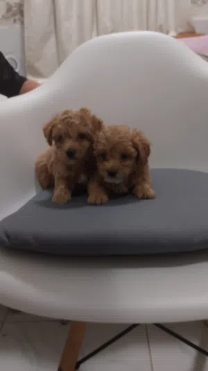متوفر جراوي مالتيبو اناث MALTIPOO PUPPIES AVAILABLE