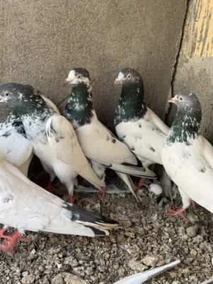للبيع حمام باكستاني