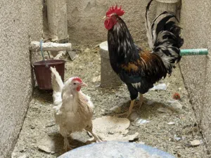 ديج ودجاجه للبيع