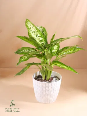 نباتات الزينة الداخلية من موطن النباتات