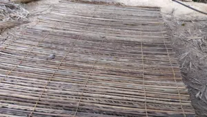 دعون النوع الكبير مرصوصه وجوده عاليه