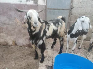 السلام عليكم. للبيع معزة بسعر 250 عمرها سنتين