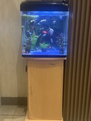Fish tank for sale for best price