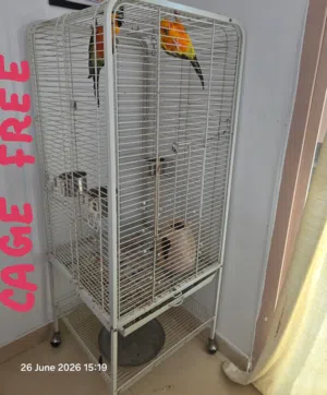 bird  sun conur