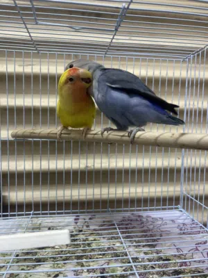 حط سعرك عجبني شيل