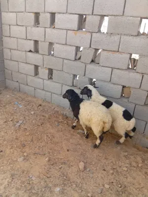 السلام عليكم يوجد حولي وحولية للبيع طول وعرض وميزان اللهم بارك العمر 3 شهور ونص