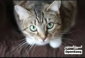 مطلوب قط لتبني بقيمة رمزية