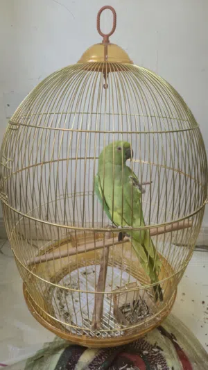 ببغاء الدرة (ميتو)