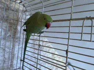 انثى ببغاء درة