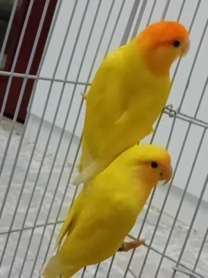 سلام عليكم كوبيةبركديلو ربي يبارك اقر الوصفة
