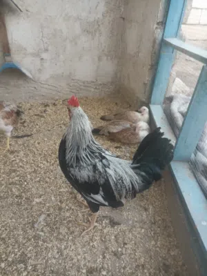 دجاج دندراوي فواتح لبيع كويتي