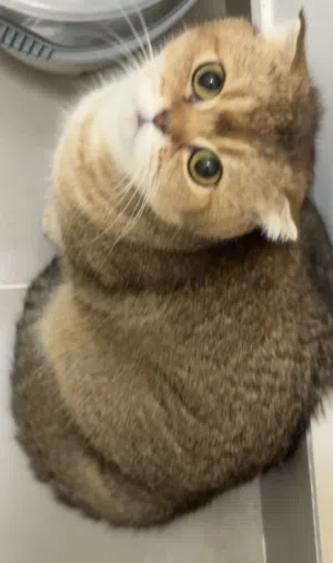 قطة سكوتش انثى