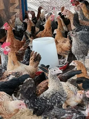 للبيع دجاج بحريني