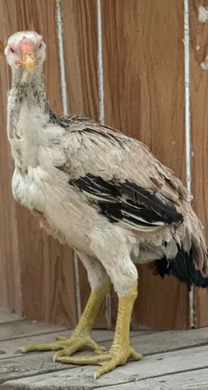 فراخ جاج الماني