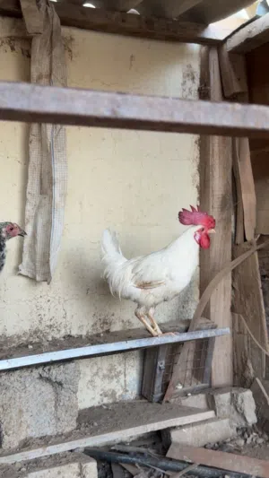 ديك كويتي كراز شوف الوصف