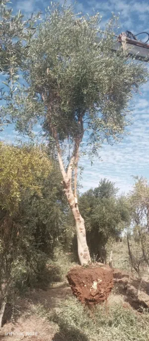 موجود اشجار زيتون للبيع نبيالي واسباني واربيكانا مكثف الارتفاع من 2متر الي 5متر من 2بوصه الي 8بوصه