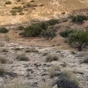 محمد الهادي