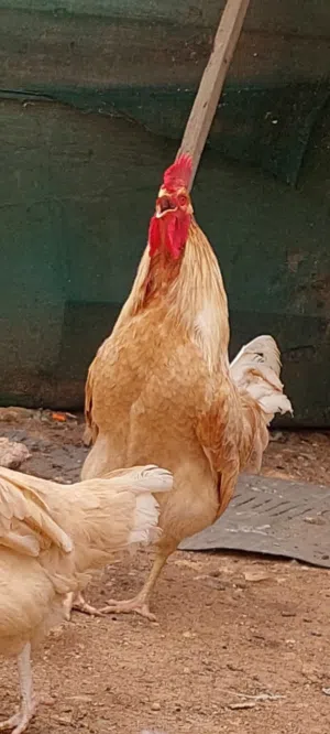 فراخ جاج مندره البزره الاصليه مرفق صوووور الاهالي