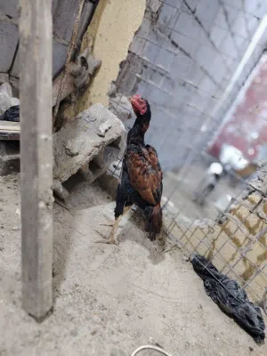 مخليف ثنين البيع