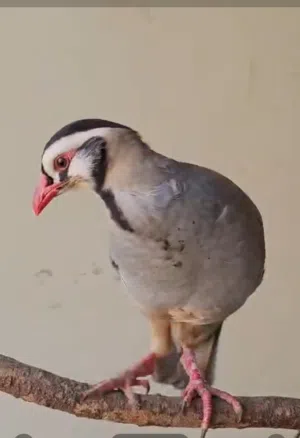 للبيع حجل العربي