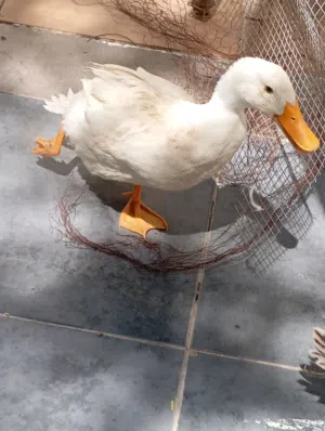 بط للبيع ذكر وانثى بصحة ممتازة