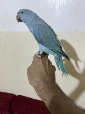 دره سمائي عمر 5 اسهر