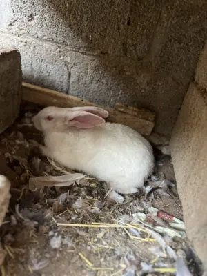ارنب هولندي