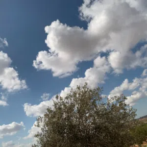 محمد محمد 