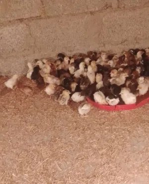 صيصان تهجين فرنسي