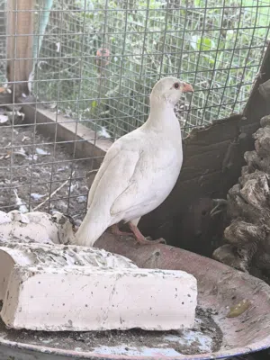 طيور نادرة  الفزن و الدجاج و السمان و الحجل و الببغاوات.  فصائل و أنواع مختلفة و نادرة(قابل للتفاوض)