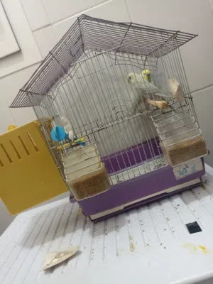 طيور بجي متزاوجين