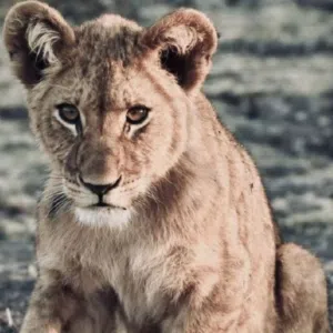 عاطف مراد 