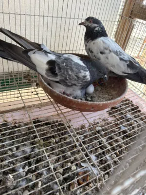 للبيع حمام ياكستاني