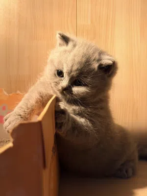 British shorthair Jumbo
