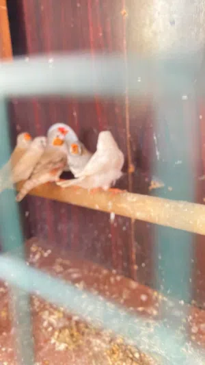 متاح كوبيه زيبرا ازبيل تحته 3 فروخ كيف امصفيت حاجه ربي يبارك