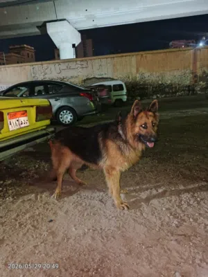 جيرمن شيبرد خشب عريض شعره طويله وش أسود كسحه دم حامي ماشاء الله