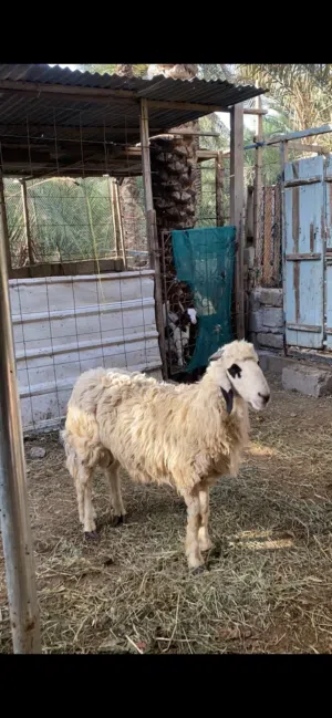 للبيع كبش سمين فول ود سنه وشي وللبيع عجل ود 4شهور وللبيع شاه هي وبنتها تبارك الرحمن عليهن  شوف الوصف