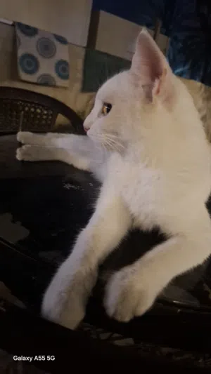 قط للبيع انثا شيرازي