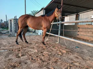 ‏خيل‏1