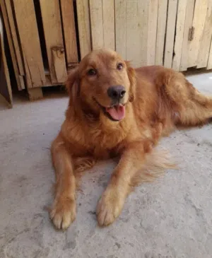 كلبة جولدن حامل Pregnant Golden Dog