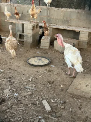 زوج رومي للبيع