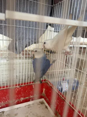 Love birds forsale