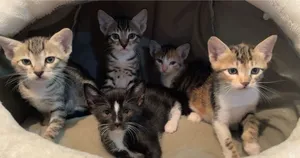 5 قطط للتبني