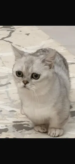 ذكر قزم munchkin