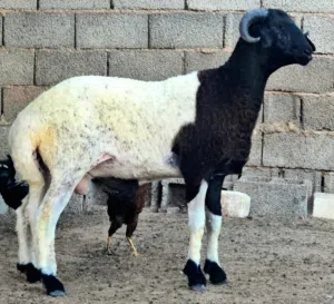 حولي منبت فحل لا قوة إلا بالله