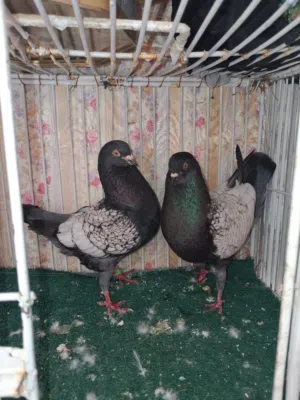جوز شغالات