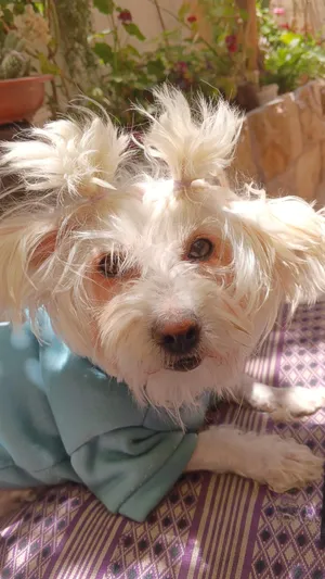 Maltese4