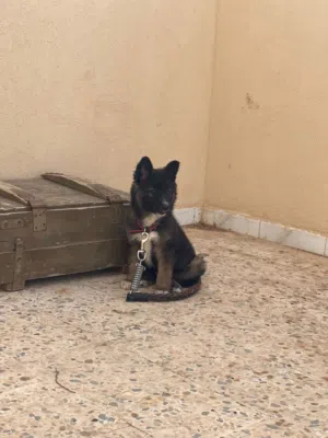 جروه مينوا ربي يبارك ناشطه